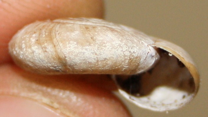 Zonitidae corso da id.